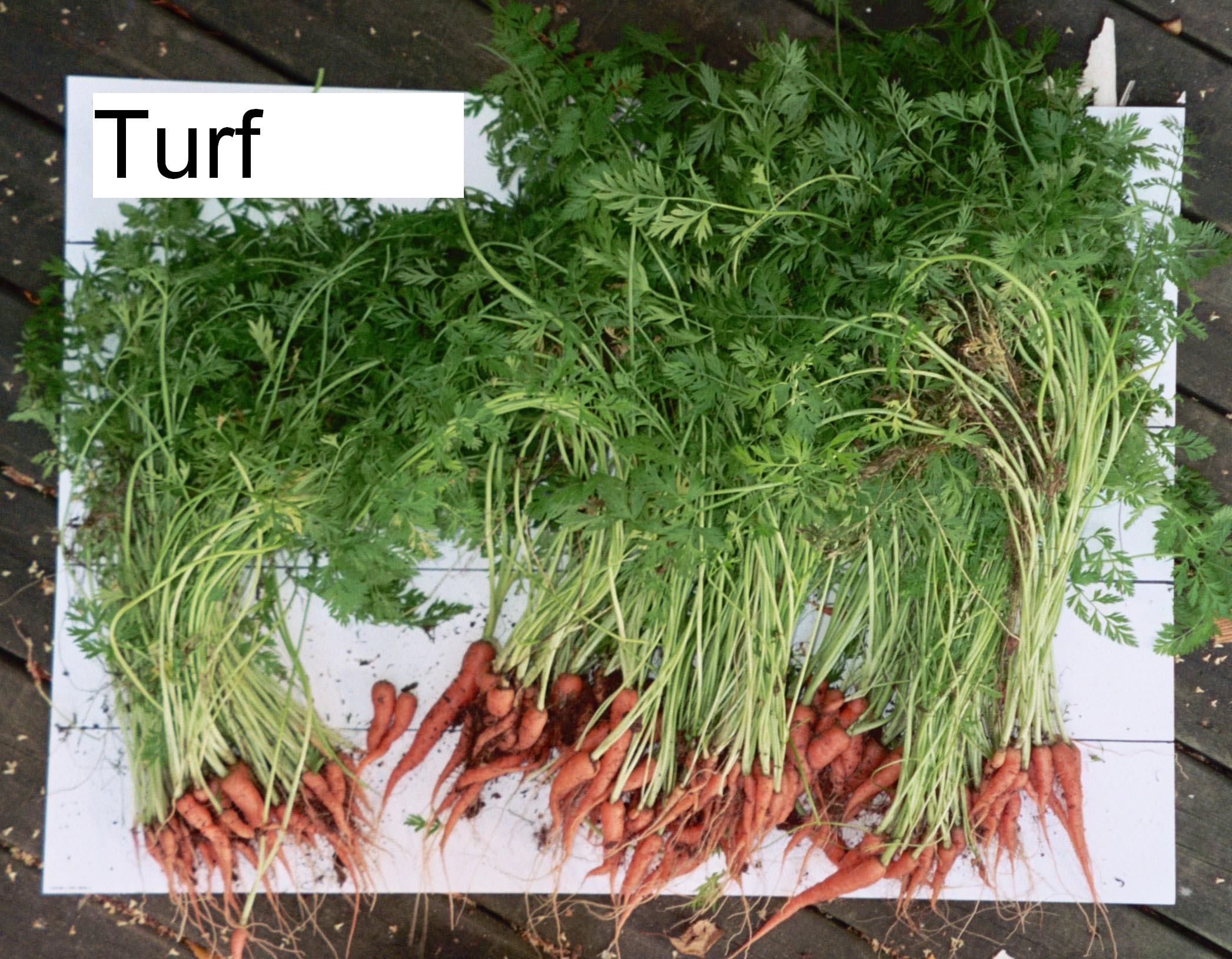 Normal growth in turf-soil